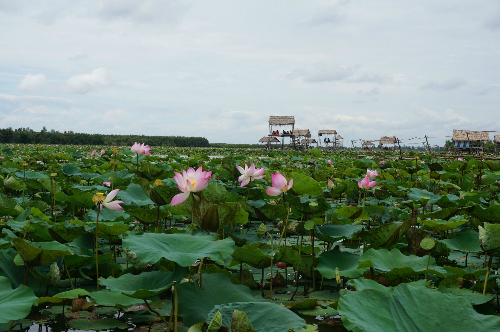 Les champs de lotus attirent les visiteurs 